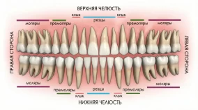 Как разобраться в нумерации зубов: от „единичек“ до 48-го